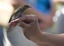 Click image for larger version. 

Name:	SH1959 -1007 04-juvenile Blackcap-Sylvia_atricapilla.jpg 
Views:	810 
Size:	270.9 KB 
ID:	14729