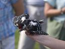 Click image for larger version. 

Name:	SH1990 -1007 04-Juvenile Great Spotted Woodpecker-Dendrocopos_major.jpg 
Views:	809 
Size:	300.0 KB 
ID:	14730