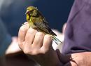 Click image for larger version. 

Name:	SH2002 -1007 04-Greenfinch-Carduelis_chloris.jpg 
Views:	794 
Size:	314.7 KB 
ID:	14731