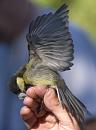 Click image for larger version. 

Name:	SH1740 -1007 04-Juvenile-Great Tit-Parus_major.jpg 
Views:	845 
Size:	343.4 KB 
ID:	14733