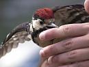 Click image for larger version. 

Name:	SH2193 -1007 04-Juvenile Great Spotted Woodpecker-Dendrocopos_major.jpg 
Views:	802 
Size:	316.1 KB 
ID:	14735