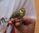 Click image for larger version. 

Name:	blue_tit_P7043431.jpg 
Views:	1000 
Size:	128.7 KB 
ID:	14780