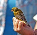 Click image for larger version. 

Name:	greenfinch_P7043379.jpg 
Views:	705 
Size:	221.9 KB 
ID:	14781