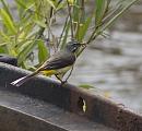 Click image for larger version. 

Name:	SH2801 -1007 08-Grey Wagtail-Motacilla cinerea.jpg 
Views:	246 
Size:	341.6 KB 
ID:	14782