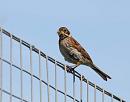 Click image for larger version. 

Name:	Reed Bunting (Emberiza schoeniclus) DSC_0065.jpg 
Views:	222 
Size:	65.5 KB 
ID:	14790