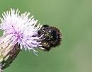 Click image for larger version. 

Name:	Red-tailed Bumblebee (Bombus lapidarius) DSC_0009.jpg 
Views:	234 
Size:	78.3 KB 
ID:	14794