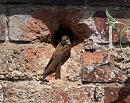 Click image for larger version. 

Name:	sand_martin_P7113842.jpg 
Views:	252 
Size:	292.6 KB 
ID:	14833