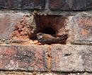 Click image for larger version. 

Name:	sand_martin_P7113866.jpg 
Views:	245 
Size:	238.0 KB 
ID:	14834