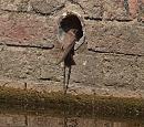 Click image for larger version. 

Name:	sand_martin_P7113878.jpg 
Views:	249 
Size:	487.3 KB 
ID:	14837