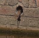 Click image for larger version. 

Name:	sand_martin_P7113880.jpg 
Views:	262 
Size:	510.0 KB 
ID:	14838