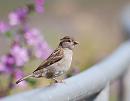 Click image for larger version. 

Name:	House Sparrow (Passer domesticus) DSC_0002.jpg 
Views:	569 
Size:	59.9 KB 
ID:	14840