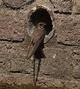 Click image for larger version. 

Name:	sand_martin_large_P7113880.jpg 
Views:	261 
Size:	353.9 KB 
ID:	14853