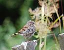 Click image for larger version. 

Name:	Dunnock (Prunella modularis) DSC_0046.jpg 
Views:	393 
Size:	91.3 KB 
ID:	14871