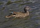 Click image for larger version. 

Name:	SH3123 -1007 10-Female Mandarin Duck - Aix galericulata.jpg 
Views:	555 
Size:	380.7 KB 
ID:	14915