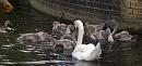 Click image for larger version. 

Name:	SH3144 -1007 10-Swan and Cygnets.jpg 
Views:	497 
Size:	380.9 KB 
ID:	14916