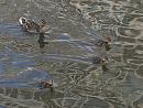 Click image for larger version. 

Name:	SH3187 -1007 10-mallard ducklings.jpg 
Views:	502 
Size:	259.5 KB 
ID:	14917