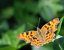 Click image for larger version. 

Name:	Comma (Polygonia c-album) DSC_0057 (2).jpg 
Views:	190 
Size:	103.1 KB 
ID:	14936