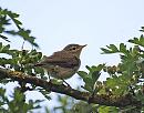 Click image for larger version. 

Name:	Chiffchaff (Phylloscopus collybita) DSC_0013.jpg 
Views:	380 
Size:	109.9 KB 
ID:	14972