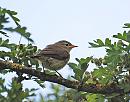 Click image for larger version. 

Name:	Chiffchaff (Phylloscopus collybita) DSC_0015.jpg 
Views:	393 
Size:	124.8 KB 
ID:	14973