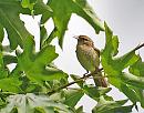 Click image for larger version. 

Name:	Willow Warbler )Phylloscopus trochilus) DSC_0028.jpg 
Views:	226 
Size:	114.1 KB 
ID:	14977
