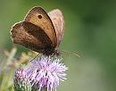 Click image for larger version. 

Name:	Meadow Brown (Maniola jurtina) DSC_0129.jpg 
Views:	160 
Size:	87.8 KB 
ID:	14979