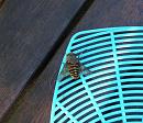 Click image for larger version. 

Name:	Hoverfly, or what.JPG 
Views:	295 
Size:	76.3 KB 
ID:	15012