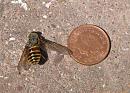 Click image for larger version. 

Name:	Giant Horsefly 1.JPG 
Views:	6636 
Size:	153.9 KB 
ID:	15029