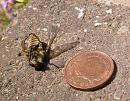 Click image for larger version. 

Name:	Giant Horsefly 3.JPG 
Views:	2360 
Size:	163.6 KB 
ID:	15031