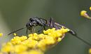 Click image for larger version. 

Name:	SH5124 -1007 20-Ichneumon wasp-female Gasteruption jaculator.jpg 
Views:	371 
Size:	277.1 KB 
ID:	15086