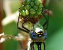 Click image for larger version. 

Name:	Southern Hawker (Aeshna cyanea) DSC_0138.jpg 
Views:	214 
Size:	68.9 KB 
ID:	15097