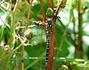 Click image for larger version. 

Name:	Southern Hawker (Aeshna cyanea) DSC_0133.jpg 
Views:	203 
Size:	110.0 KB 
ID:	15098
