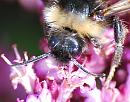 Click image for larger version. 

Name:	Vestal cuckoo bee  (Bombus vestalis) DSC_0338.jpg 
Views:	196 
Size:	88.1 KB 
ID:	15106