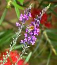 Click image for larger version. 

Name:	Toadflax (Linaria 2) a.JPG 
Views:	282 
Size:	28.2 KB 
ID:	15111