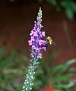 Click image for larger version. 

Name:	Toadflax (Linaria) b.JPG 
Views:	276 
Size:	19.2 KB 
ID:	15112