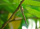 Click image for larger version. 

Name:	Teneral Female Southern Hawker (Aeshna cyanea)DSC_0099.jpg 
Views:	349 
Size:	77.2 KB 
ID:	15118