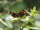 Click image for larger version. 

Name:	Red-Admiral_P7244640.jpg 
Views:	156 
Size:	499.2 KB 
ID:	15166