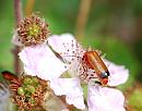 Click image for larger version. 

Name:	Hogweed Bonking Beetle (Rhagonycha fulva) DSC_0041.jpg 
Views:	217 
Size:	88.6 KB 
ID:	15183