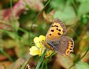 Click image for larger version. 

Name:	Small Copper(Lycaena phlaeas) DSC_0028.jpg 
Views:	212 
Size:	87.8 KB 
ID:	15187