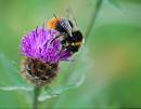 Click image for larger version. 

Name:	early bumblebee (Bombus pratorum) DSC_0100.jpg 
Views:	496 
Size:	80.0 KB 
ID:	15204