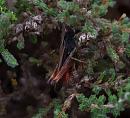 Click image for larger version. 

Name:	Woodland Grasshopper (Omocestus rufipes) IMG_0007_edited-2.jpg 
Views:	234 
Size:	287.8 KB 
ID:	15238