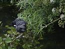 Click image for larger version. 

Name:	SH0574 -1006 25-Coot-Fulica_atra.jpg 
Views:	215 
Size:	328.5 KB 
ID:	15243