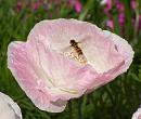 Click image for larger version. 

Name:	Poppy Hoverfly.JPG 
Views:	266 
Size:	68.8 KB 
ID:	15259