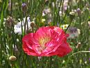 Click image for larger version. 

Name:	Pretty poppy.JPG 
Views:	313 
Size:	478.3 KB 
ID:	15260