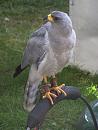 Click image for larger version. 

Name:	Eastern Chanting Goshawk.JPG 
Views:	605 
Size:	463.0 KB 
ID:	15297