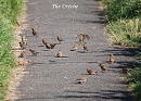 Click image for larger version. 

Name:	House Sparrow (Passer domesticus) DSC_0025.jpg 
Views:	426 
Size:	162.9 KB 
ID:	15303