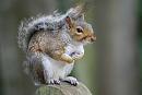 Click image for larger version. 

Name:	grey squirrel (Sciurus carolinensis) DSC_0154.jpg 
Views:	152 
Size:	74.2 KB 
ID:	15339