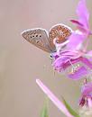 Click image for larger version. 

Name:	Common Blue (Polyommatus icarus) DSC_0319.jpg 
Views:	198 
Size:	53.8 KB 
ID:	15365