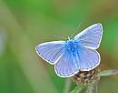 Click image for larger version. 

Name:	Common blue (Polyommatus icarus) DSC_0355.jpg 
Views:	814 
Size:	75.0 KB 
ID:	15366