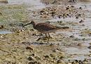 Click image for larger version. 

Name:	whimbrel_P8085370.jpg 
Views:	241 
Size:	310.8 KB 
ID:	15372