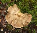 Click image for larger version. 

Name:	fungi 2.JPG 
Views:	3252 
Size:	141.2 KB 
ID:	1540